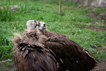 Two Griffon Vultures kiss. Gyps fulvus. Big bird on a background of green grass. Portrait. Wildlife, Africa. B/W