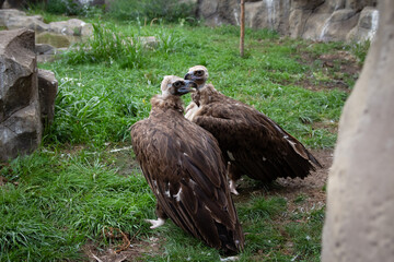 Two Griffon Vultures. Gyps fulvus. Big bird on a background of green grass. Portrait. Wildlife, Africa.