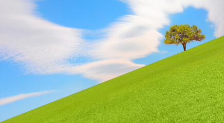 Fototapeta premium Beautiful landscape with green grass field and lone tree 