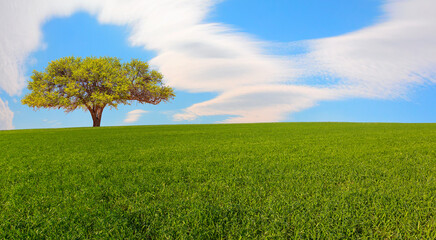 Beautiful landscape with green grass field and lone tree  - Powered by Adobe