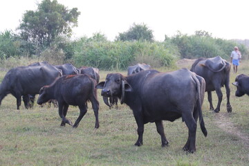 Naklejka na ściany i meble herd of buffalo