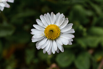 Obraz premium white daisy flower