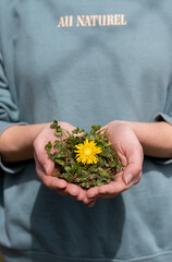 Hands embracing plant, green grass and yellow flower growing in nature
