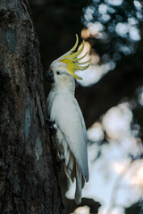 cockatoo  © SWOF.ph