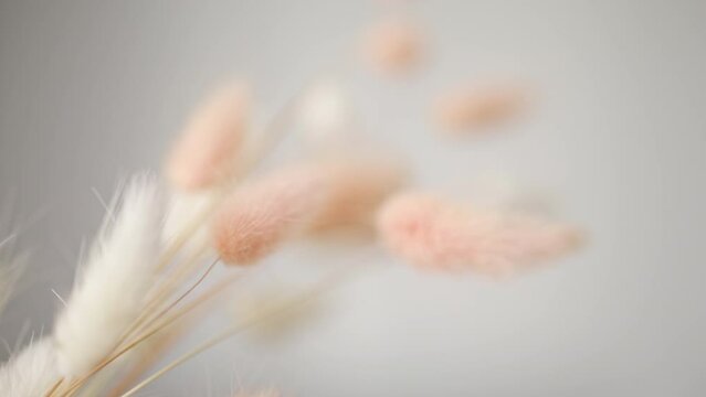 Dry fluffy bunny tails grass on neutral light background. Tan pom pom plant herbs. Abstract Floral card. Poster. Selective blurred focus.