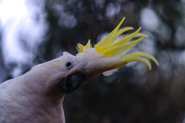 white bird with yellow crest