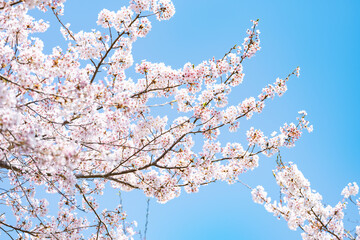 Cherry blossoms in full bloom under the blue sky in spring, Sakura flower, Nature or environment background	