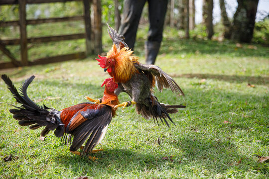 Cock-fights. Traditional gambling in the Dominican Republic.