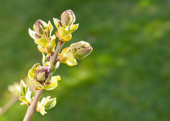 A blooming lilac on a green background