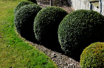 boxwood evergreen shrub or tree with small leaves, native to the Mediterranean. It is cut into the shape of a green sphere in a garden flowerbed,concrete pot with small leaves, circles in row - obrazy, fototapety, plakaty