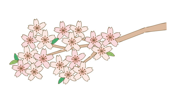 手書き風のかわいい桜の枝2　下向き左　Cherry Blossoms  Branch Handwritten