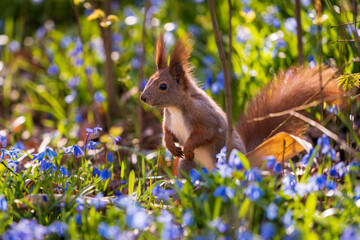 Eichhörnchen im Blauglöckchenfeld