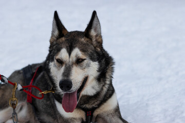 beautiful husky sledge dog in the snow