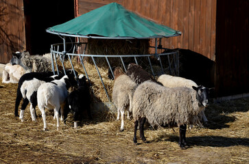 feeding sheep hay from a cylinder-shaped bale. The hay is placed in a circular tray of steel lattice with a plastic tarpaulin roof cone green shape. the sheep push their heads inside hayloft barn