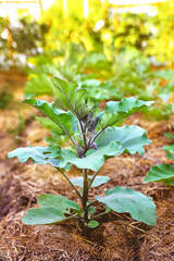young eggplant plants in a greenhouse, spring sunlight