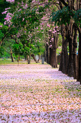 Pink Tabebuia