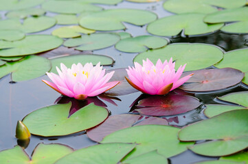 Beautiful Pink Water Lilies
