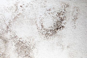 Mold, mould, mildew or fungas on the white surface of a wall in an interior room.