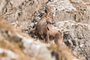 Capricorn in the Bavarian Alps