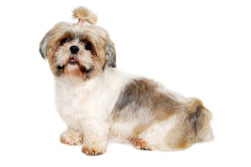 Sad shih tzu dog sitting on a clean white background.