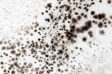 Mold, mould, mildew or fungas on the white surface of ceiling in an interior room.