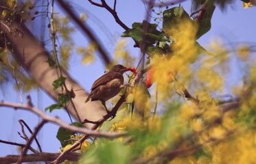 beautiful brown bird perched on a branch.
