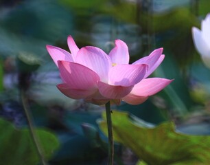 pink water lily