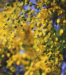 Yellow Ratchaphruek bouquets are blooming .