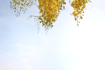 Beautiful view of bright yellow flowers against blue sky, space for text