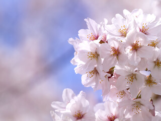 サクラ　ソメイヨシノ