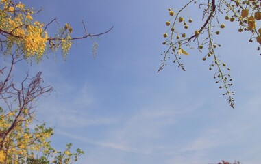 Beautiful view of bright yellow flowers against blue sky, space for text