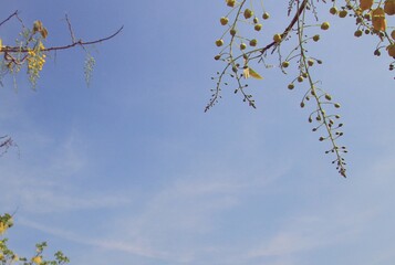 Beautiful view of bright yellow flowers against blue sky, space for text