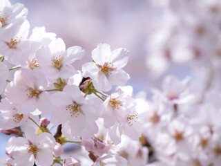 サクラ　ソメイヨシノ