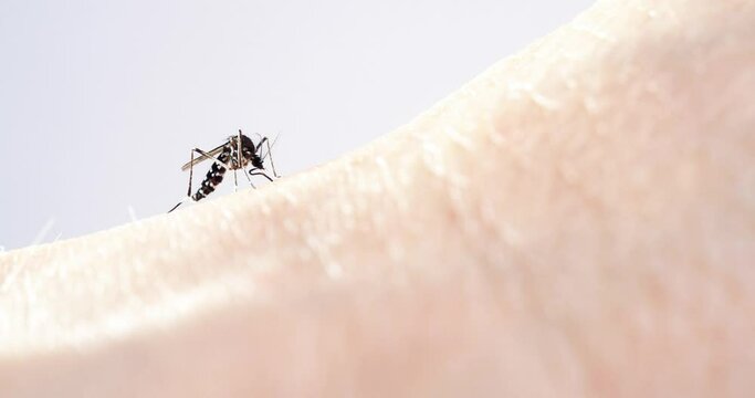 4K video of blood-sucking mosquito.