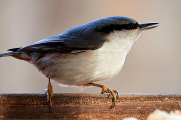 Common nuthatch. Nuthatch sits on the edge of the feeder.