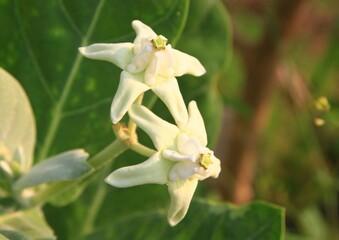 Fototapeta na wymiar Crown flower, Giant Indian Milkweed, Gigantic flower, white clolor flower in the garden.