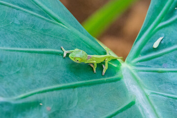 Baby Chameleon on the large leaf. Chameleo on Zanzibar