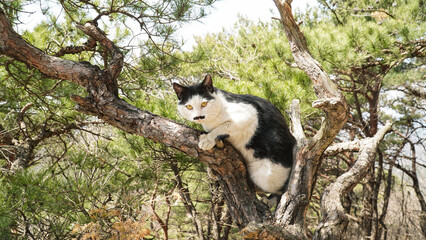 a tuxedo cat on a pine tree
Cute mustache and sparkling eyes.And toenails.
