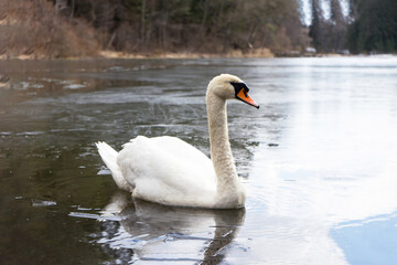 A selective shallow focus shot of a beautiful mute swan swimming in water on a sunny day