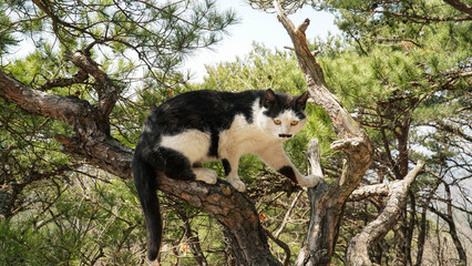 a tuxedo cat on a pine tree
Cute mustache and sparkling eyes.And toenails.