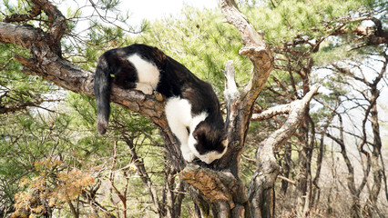 a tuxedo cat on a pine tree
Cute mustache and sparkling eyes.And toenails.