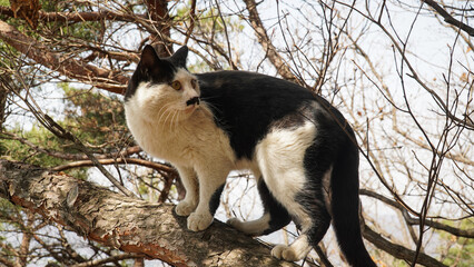 Fototapeta premium a tuxedo cat on a pine tree Cute mustache and sparkling eyes.And toenails.