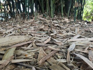 Bamboo bush green nature background dried bamboo leaves fall under the tree
