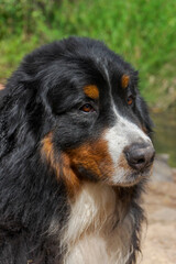 bonito rostro de un boyero de berna