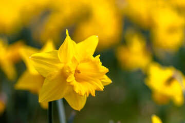 Nahaufhnahme gelbe narzisse