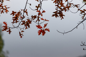 Red autumn foliage with foggy sky.