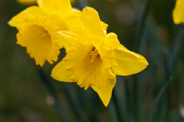 Nahaufhnahme gelbe narzisse