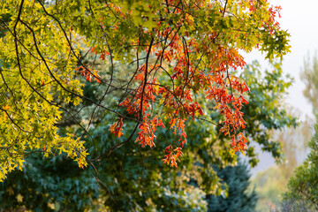 A beautiful tree with red leaves.