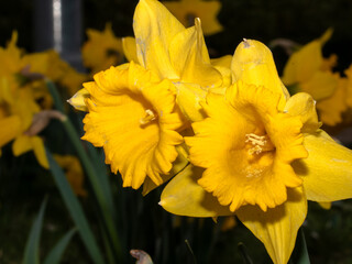 Nahaufhnahme gelbe narzisse