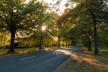 Fototapeta na wymiar Autumn foliage with morning sunlight.